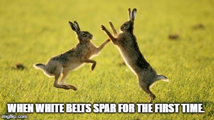 Rabbits Fighting | WHEN WHITE BELTS SPAR FOR THE FIRST TIME. | image tagged in rabbits fighting | made w/ Imgflip meme maker