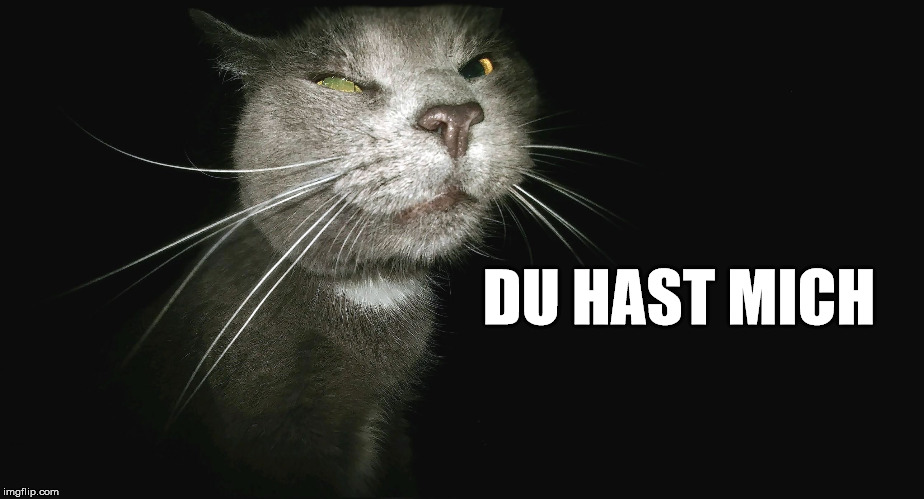 Stalker Cat | DU HAST MICH | image tagged in stalker cat | made w/ Imgflip meme maker