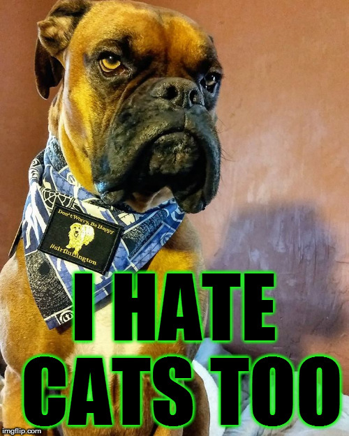 Grumpy Dog | I HATE CATS TOO | image tagged in grumpy dog | made w/ Imgflip meme maker