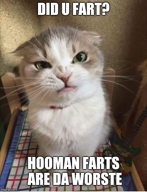 Farrrrrrtt | DID U FART? HOOMAN FARTS ARE DA WORSTE | image tagged in farts,fart,human,cats | made w/ Imgflip meme maker