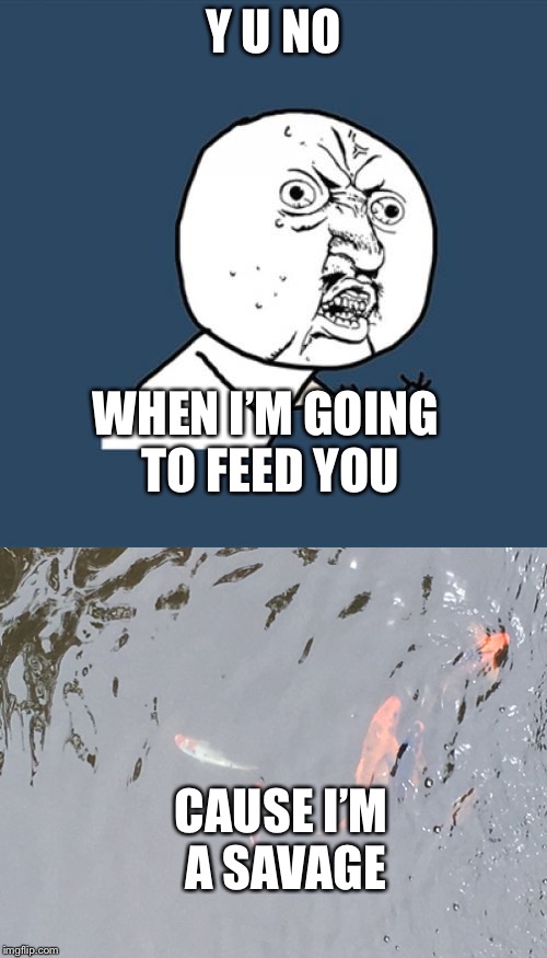 Y u no fish | Y U NO; WHEN I’M GOING TO FEED YOU; CAUSE I’M A SAVAGE | image tagged in fish,y u no | made w/ Imgflip meme maker
