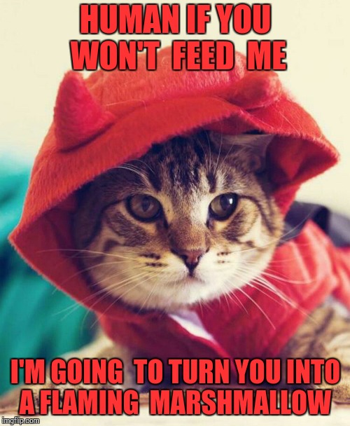 HUMAN IF YOU WON'T  FEED  ME; I'M GOING  TO TURN YOU INTO  A FLAMING  MARSHMALLOW | image tagged in satan cat | made w/ Imgflip meme maker