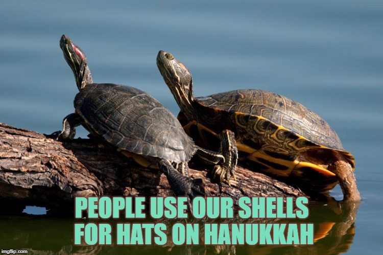turtles  | PEOPLE USE OUR SHELLS FOR HATS ON HANUKKAH | image tagged in turtles,funny memes | made w/ Imgflip meme maker