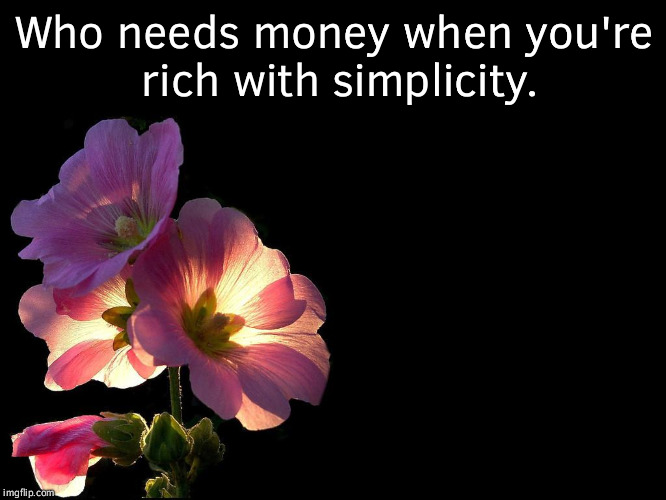 Pink Flowers black background | Who needs money when you're rich with simplicity. | image tagged in pink flowers black background | made w/ Imgflip meme maker