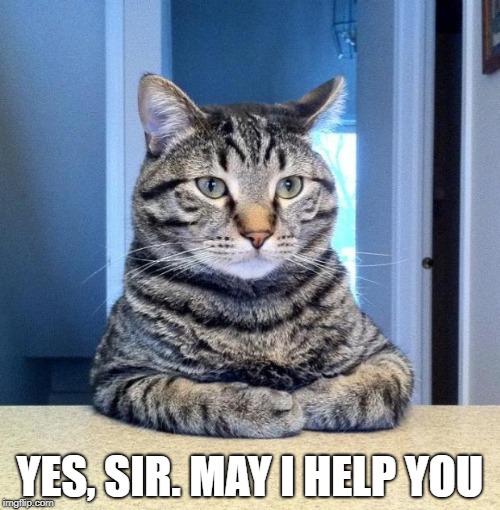 Serious Cat | YES, SIR. MAY I HELP YOU | image tagged in serious cat | made w/ Imgflip meme maker