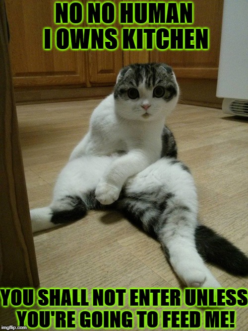 NO NO HUMAN I OWNS KITCHEN; YOU SHALL NOT ENTER UNLESS YOU'RE GOING TO FEED ME! | image tagged in no humans allowed | made w/ Imgflip meme maker