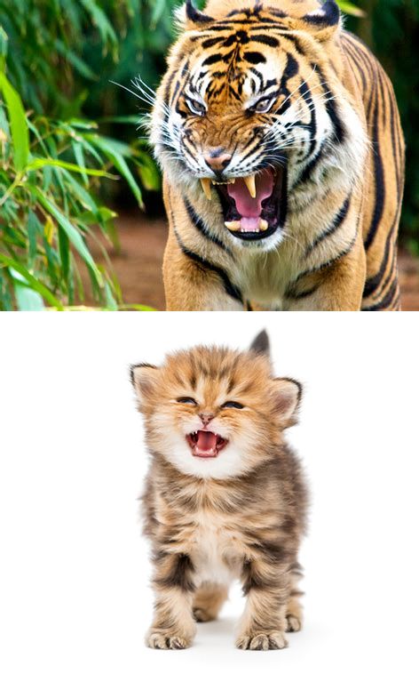 High Quality Tiger kitten Blank Meme Template