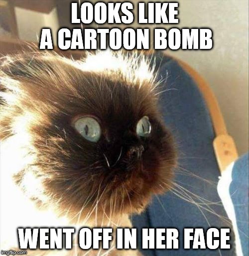 Acme Kitty  | LOOKS LIKE A CARTOON BOMB; WENT OFF IN HER FACE | image tagged in funny | made w/ Imgflip meme maker