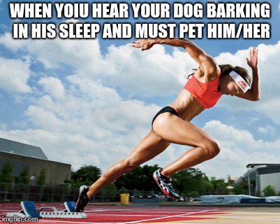 When your dog barks in his sleep | WHEN YOIU HEAR YOUR DOG BARKING IN HIS SLEEP AND MUST PET HIM/HER | image tagged in dog,bork,sleep,sprint | made w/ Imgflip meme maker