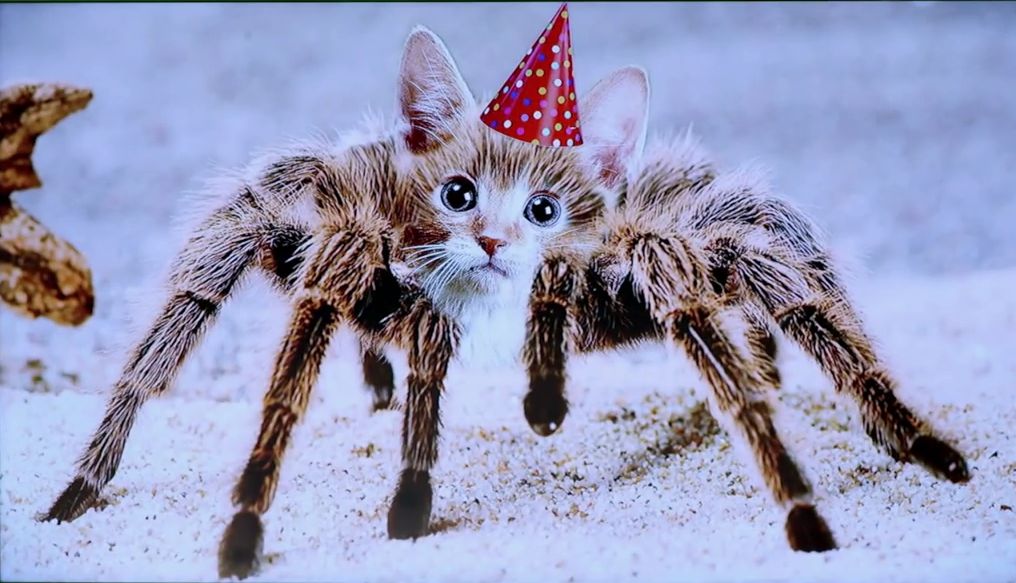 Spider Kitten Blank Meme Template