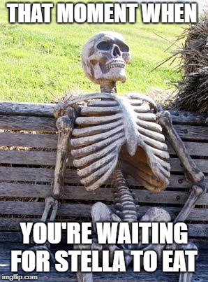 Waiting Skeleton Meme | THAT MOMENT WHEN; YOU'RE WAITING FOR STELLA TO EAT | image tagged in memes,waiting skeleton | made w/ Imgflip meme maker