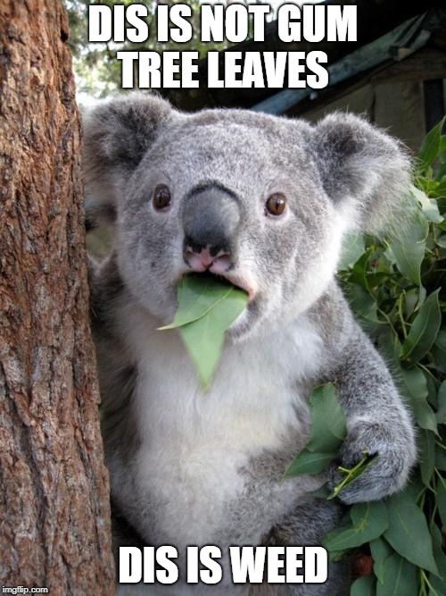 Surprised Koala Meme | DIS IS NOT GUM TREE LEAVES; DIS IS WEED | image tagged in memes,surprised koala | made w/ Imgflip meme maker