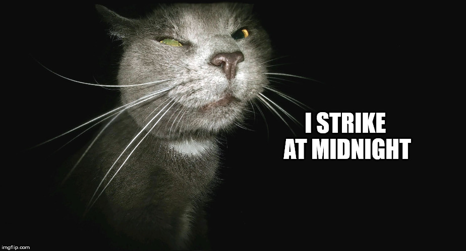 Stalker Cat | I STRIKE AT MIDNIGHT | image tagged in stalker cat | made w/ Imgflip meme maker