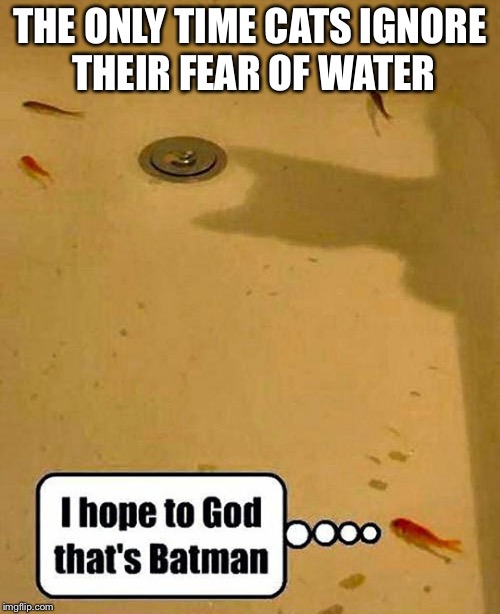 BatCat | THE ONLY TIME CATS IGNORE THEIR FEAR OF WATER | image tagged in batman,fish,funny | made w/ Imgflip meme maker