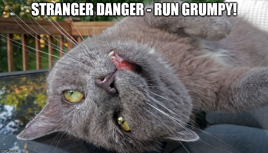 Faded Cat | STRANGER DANGER - RUN GRUMPY! | image tagged in faded cat | made w/ Imgflip meme maker