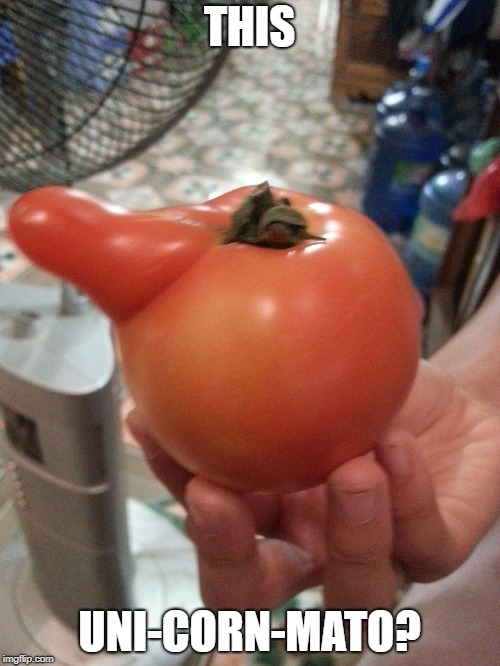 Hailing tomato | THIS UNI-CORN-MATO? | image tagged in hailing tomato | made w/ Imgflip meme maker