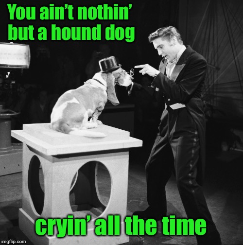 You ain’t nothin’ but a hound dog cryin’ all the time | made w/ Imgflip meme maker