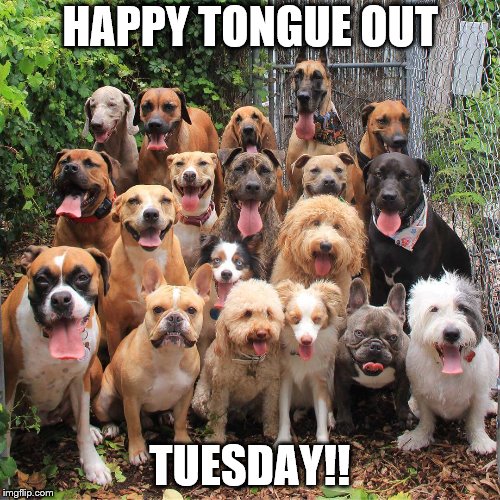 Tongue Out Tuesday! | HAPPY TONGUE OUT; TUESDAY!! | image tagged in dogs,funny dogs,dogs pets funny | made w/ Imgflip meme maker
