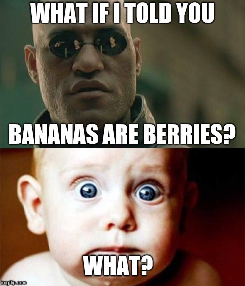 What If I Told You | WHAT IF I TOLD YOU; BANANAS ARE BERRIES? WHAT? | image tagged in bananas,what if i told you,baby,scared | made w/ Imgflip meme maker