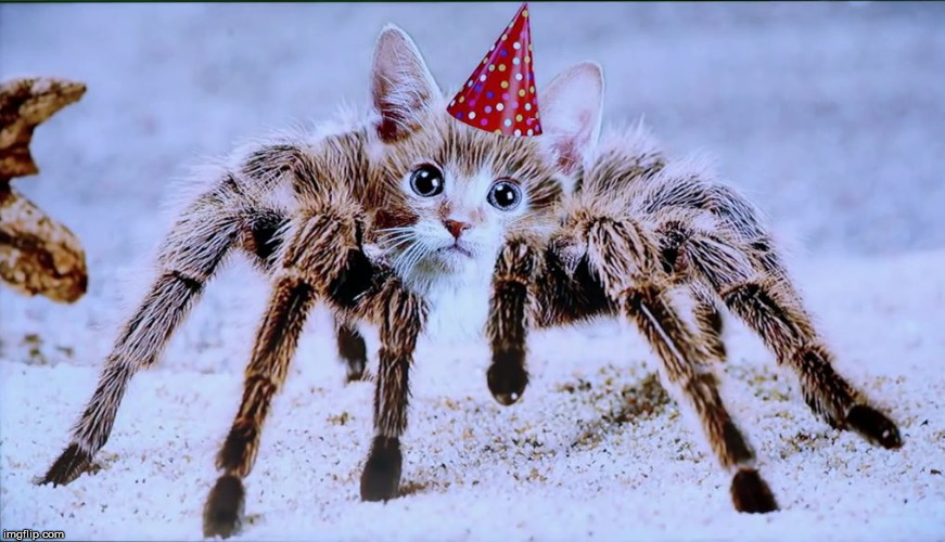 Spider Kitten | image tagged in spider kitten | made w/ Imgflip meme maker