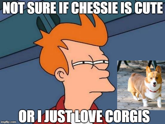 Futurama Fry Meme | NOT SURE IF CHESSIE IS CUTE; OR I JUST LOVE CORGIS | image tagged in memes,futurama fry,corgis,chessie the corgi,dogs | made w/ Imgflip meme maker