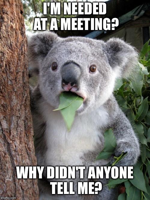 Surprised Koala Meme | I'M NEEDED AT A MEETING? WHY DIDN'T ANYONE TELL ME? | image tagged in memes,surprised koala | made w/ Imgflip meme maker