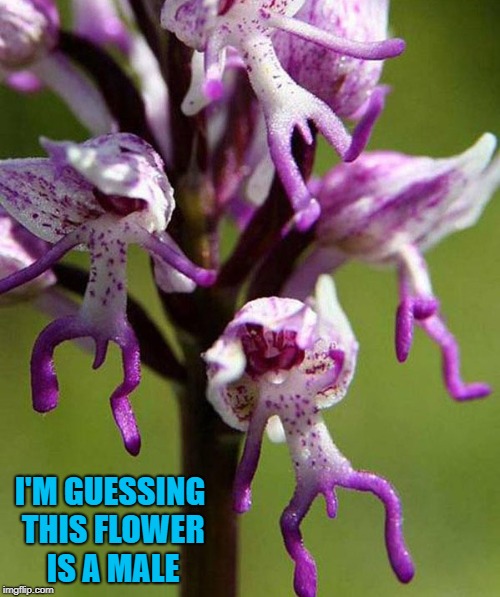 Now I want to see the female species of this plant!!! | I'M GUESSING THIS FLOWER IS A MALE | image tagged in male flower,memes,flowers,funny,purple,pollen shooter | made w/ Imgflip meme maker