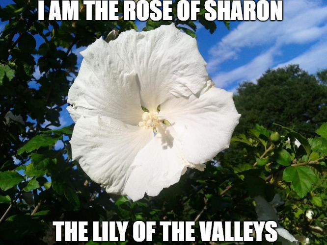Song of Solomon 2:1 | I AM THE ROSE OF SHARON; THE LILY OF THE VALLEYS | image tagged in bible,the bible,message bible,holy bible | made w/ Imgflip meme maker