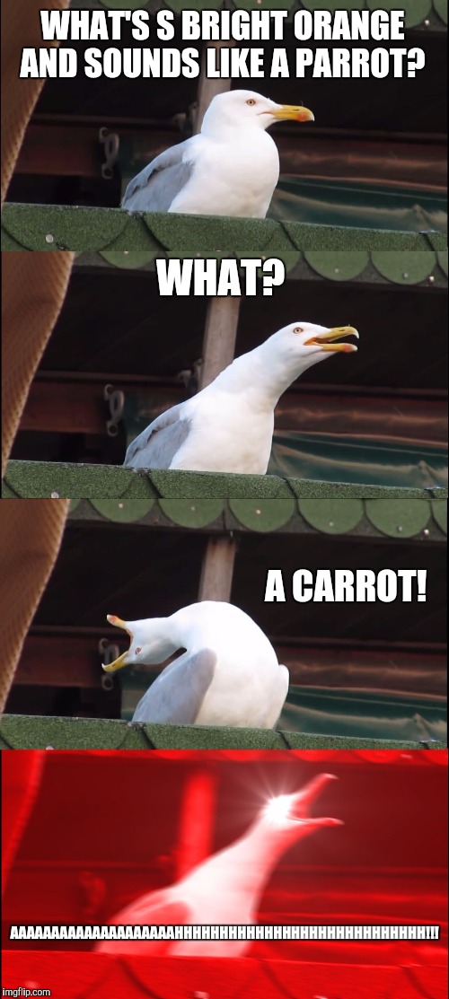 Inhaling Seagull Meme | WHAT'S S BRIGHT ORANGE AND SOUNDS LIKE A PARROT? WHAT? A CARROT! AAAAAAAAAAAAAAAAAAAAHHHHHHHHHHHHHHHHHHHHHHHHHHHH!!! | image tagged in memes,inhaling seagull | made w/ Imgflip meme maker