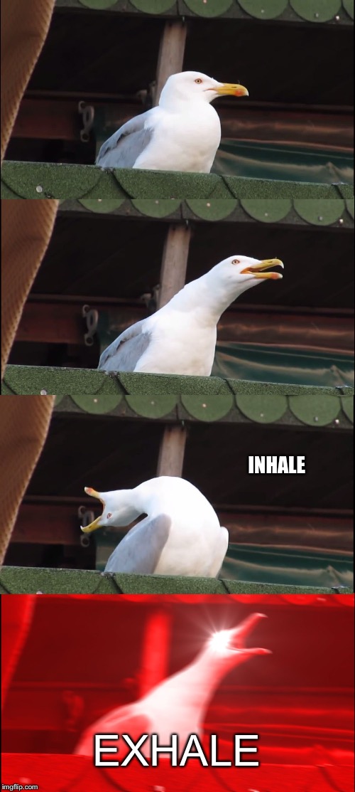 Inhaling Seagull Meme | INHALE; EXHALE | image tagged in memes,inhaling seagull | made w/ Imgflip meme maker