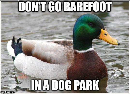 Actual Advice Mallard | DON'T GO BAREFOOT; IN A DOG PARK | image tagged in memes,actual advice mallard | made w/ Imgflip meme maker