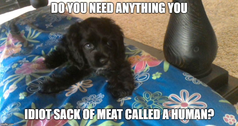 mischievous puppy strikes again | DO YOU NEED ANYTHING YOU; IDIOT SACK OF MEAT CALLED A HUMAN? | image tagged in mischievous puppy,funny,memes,dogs,puppy,cool memes | made w/ Imgflip meme maker