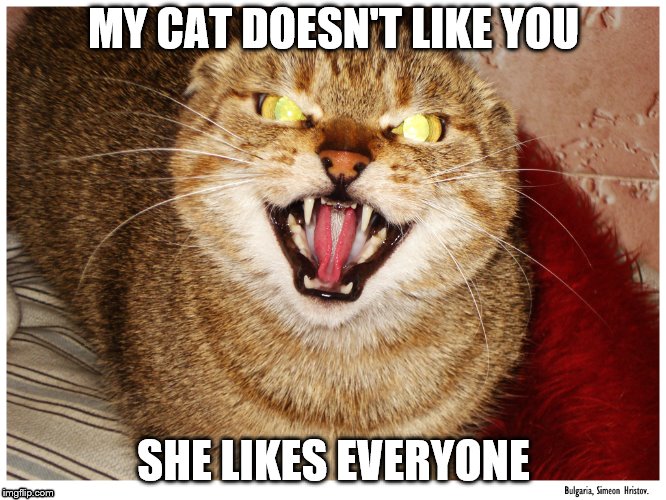 Evil Kitty | MY CAT DOESN'T LIKE YOU; SHE LIKES EVERYONE | image tagged in evil cat | made w/ Imgflip meme maker