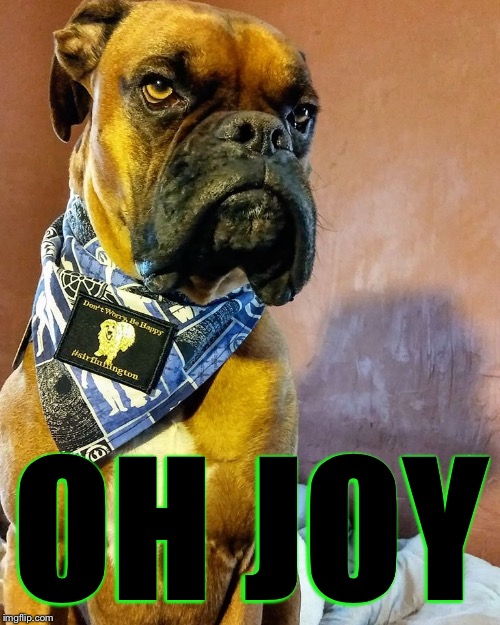 Grumpy Dog | OH JOY | image tagged in grumpy dog | made w/ Imgflip meme maker