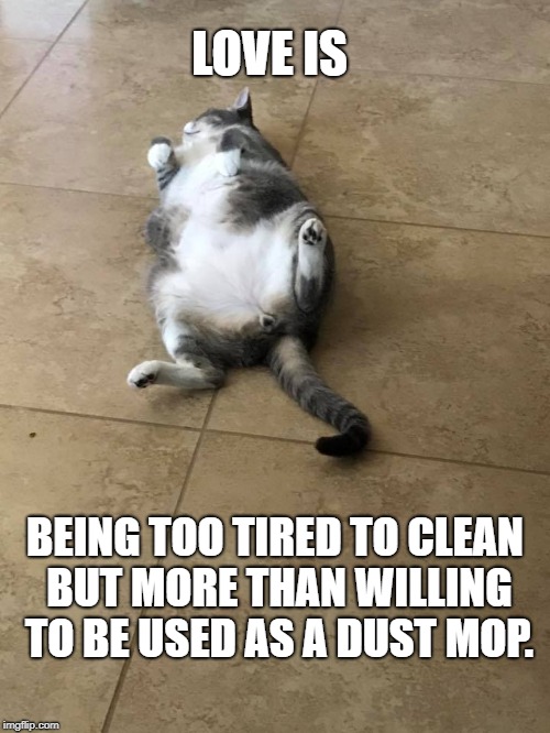 Cat love. | LOVE IS; BEING TOO TIRED TO CLEAN BUT MORE THAN WILLING TO BE USED AS A DUST MOP. | image tagged in cats,puppies and kittens,grumpy cat,beer,football | made w/ Imgflip meme maker