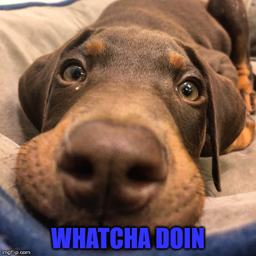 WHATCHA DOIN | image tagged in dog | made w/ Imgflip meme maker