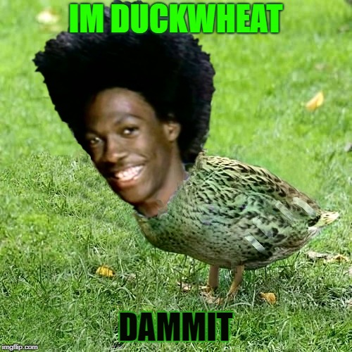 How you doing today? | IM DUCKWHEAT DAMMIT | image tagged in duckith wheatith,duck the wheat wheaties,8 hours sleep and a bowl,woo hoo,oh my goodness memes | made w/ Imgflip meme maker