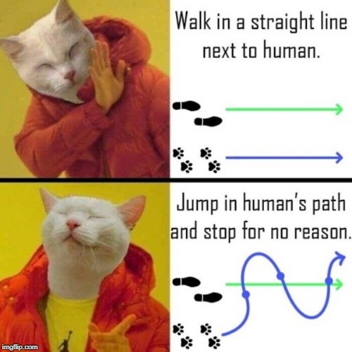 The Cat Walk | image tagged in memes | made w/ Imgflip meme maker