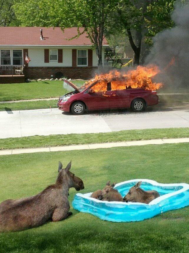 Moose watching car fire Blank Meme Template