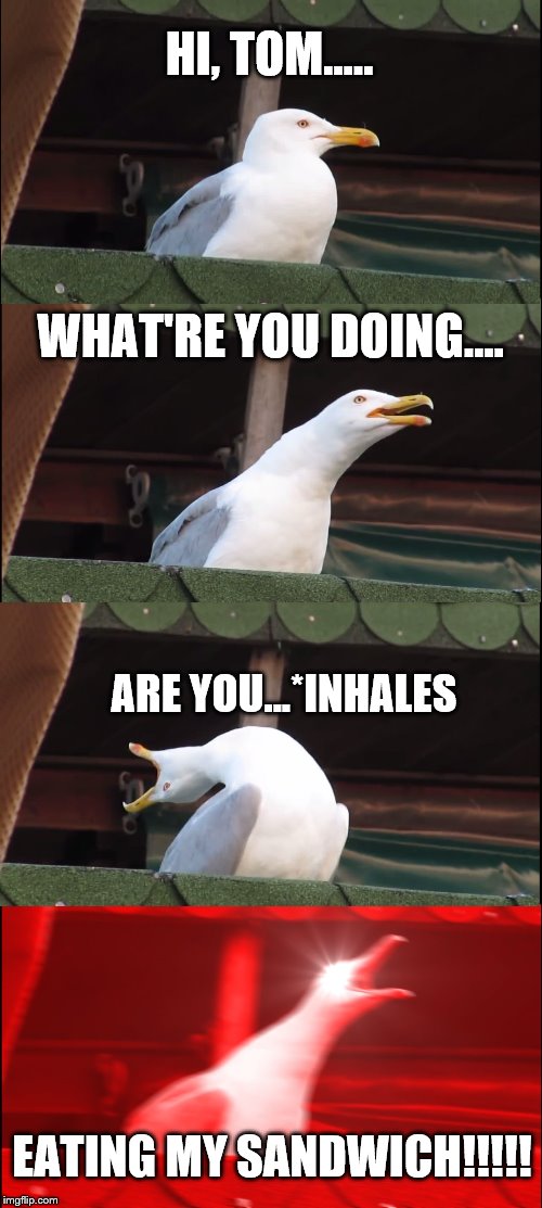Inhaling Seagull | HI, TOM..... WHAT'RE YOU DOING.... ARE YOU...*INHALES; EATING MY SANDWICH!!!!! | image tagged in memes,inhaling seagull | made w/ Imgflip meme maker