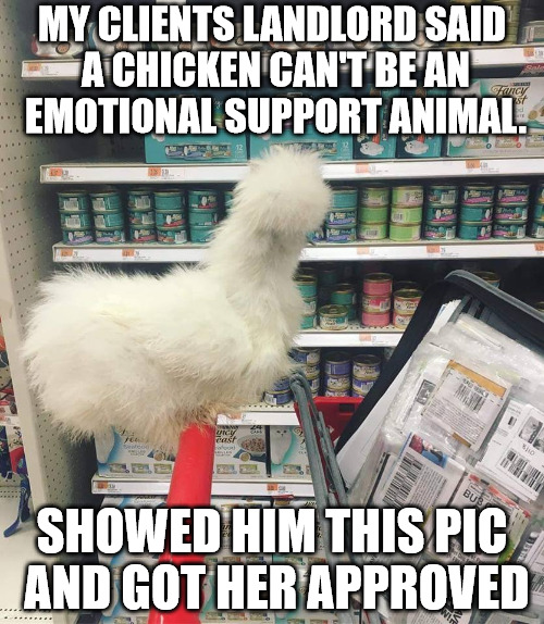 Chicken Imgflip