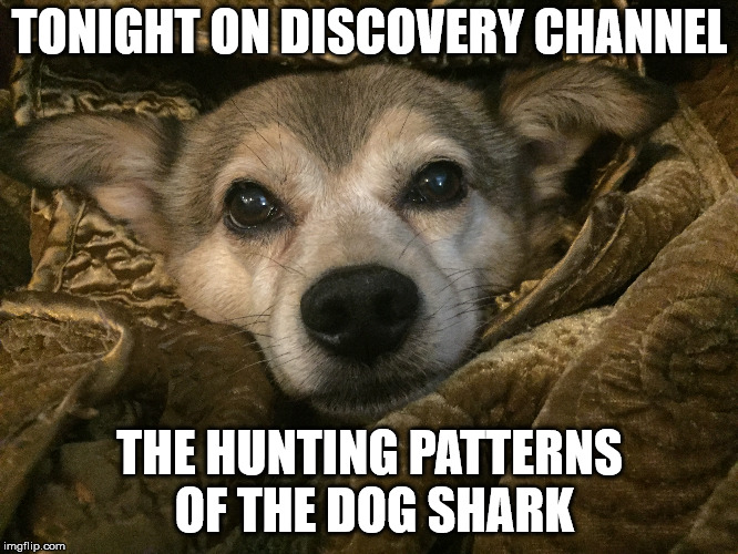 TONIGHT ON DISCOVERY CHANNEL; THE HUNTING PATTERNS OF THE DOG SHARK | made w/ Imgflip meme maker