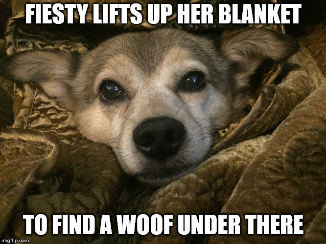 FIESTY LIFTS UP HER BLANKET; TO FIND A WOOF UNDER THERE | made w/ Imgflip meme maker