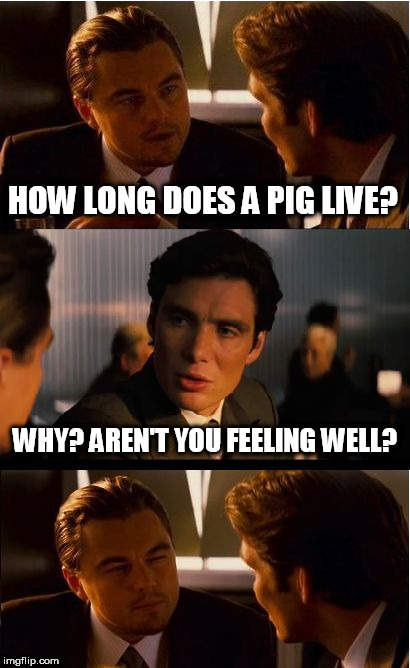 Inception Meme | HOW LONG DOES A PIG LIVE? WHY? AREN'T YOU FEELING WELL? | image tagged in memes,inception | made w/ Imgflip meme maker