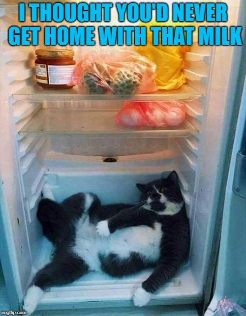 Got Milk? | I THOUGHT YOU'D NEVER GET HOME WITH THAT MILK | image tagged in cat in fridge,memes,cats,funny,animals,where's the milk | made w/ Imgflip meme maker
