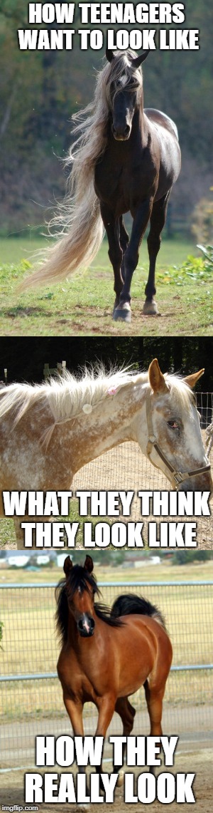 People Are Just Like Horses | HOW TEENAGERS WANT TO LOOK LIKE; WHAT THEY THINK THEY LOOK LIKE; HOW THEY REALLY LOOK | image tagged in horse,horses,teenagers,memes,funny | made w/ Imgflip meme maker