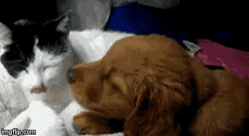 image tagged in gifs | made w/ Imgflip video-to-gif maker