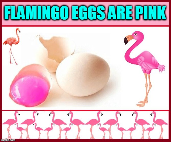 Actually, I'm Just Yolking | FLAMINGO EGGS ARE PINK | image tagged in flamingo egg,vince vance,pink flamingo,lawn flamingo,fuchsia,eggs | made w/ Imgflip meme maker