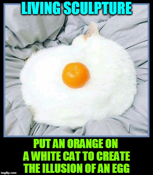 What You See is Not What You Get | LIVING SCULPTURE; PUT AN ORANGE ON A WHITE CAT TO CREATE THE ILLUSION OF AN EGG | image tagged in vince vance,art,orange,cats,mind games,eggs | made w/ Imgflip meme maker