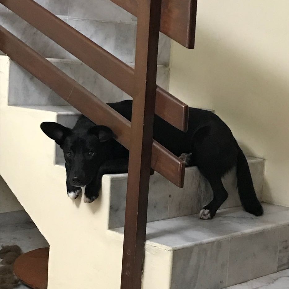 Dog traped on stairs Blank Meme Template